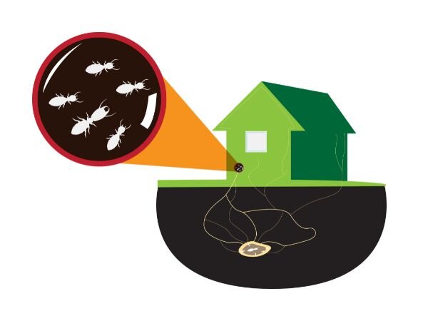 How to Sell a Home With Active Termites in Washington
