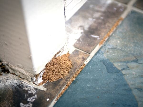 Can you Sell your house with termites in Washington