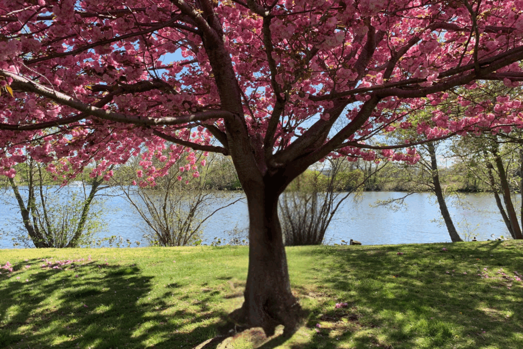 Residential Homes Line Franklin Lake in West Long Branch NJ