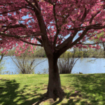 Residential Homes Line Franklin Lake in West Long Branch NJ
