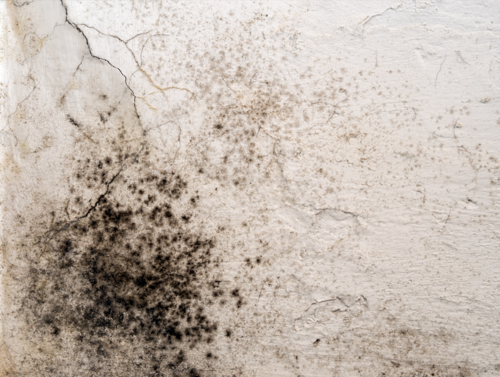 how to sell a house with mold in Oregon