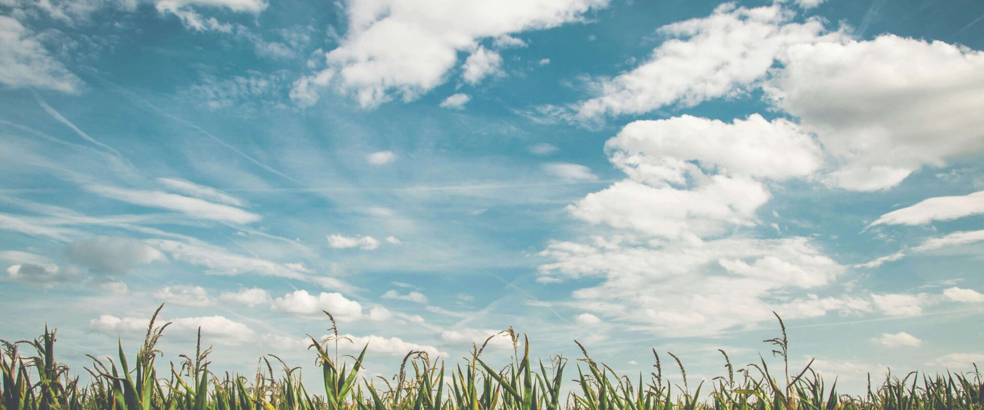Vacant land with tall grass beneath a cloudy sky