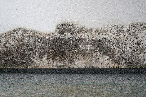 Mold Caused By Water Leak