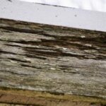 The Challenges Of Selling A Home With Termite Damage