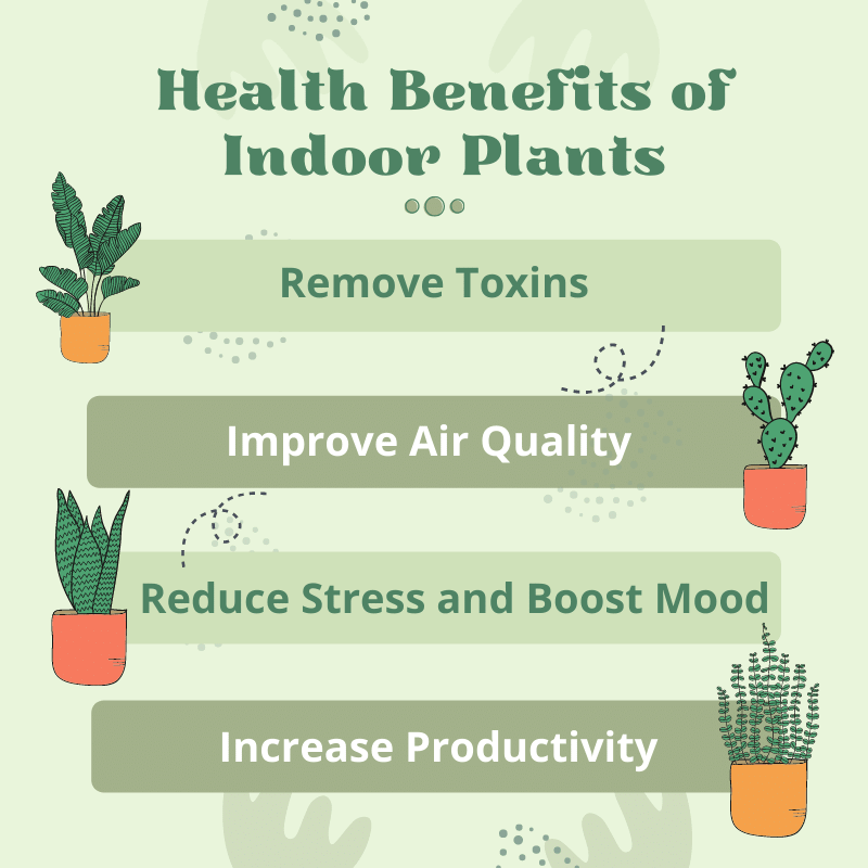 Health Benefits of Indoor Plants