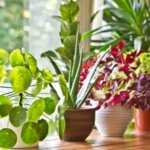 Indoor plants in window