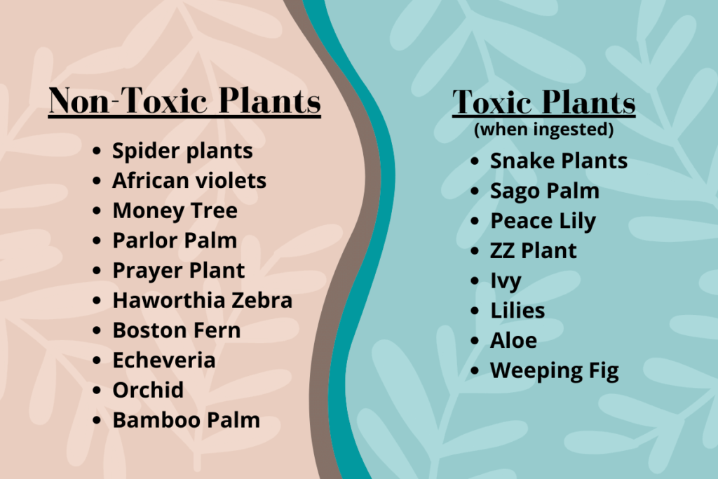 toxic versus non-toxic plants