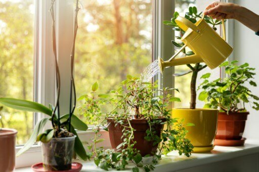 watering plants