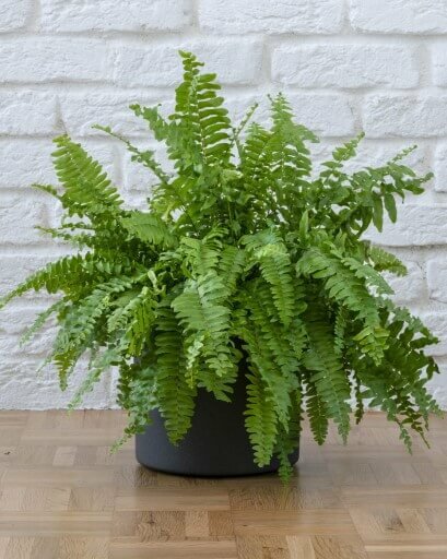 boston fern