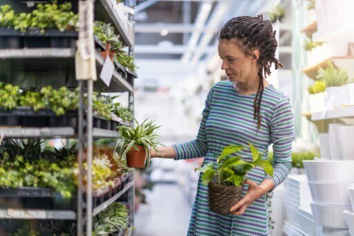 Choosing the right plant