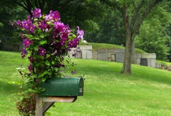 Green mailbox with purple flowers growing on vines
