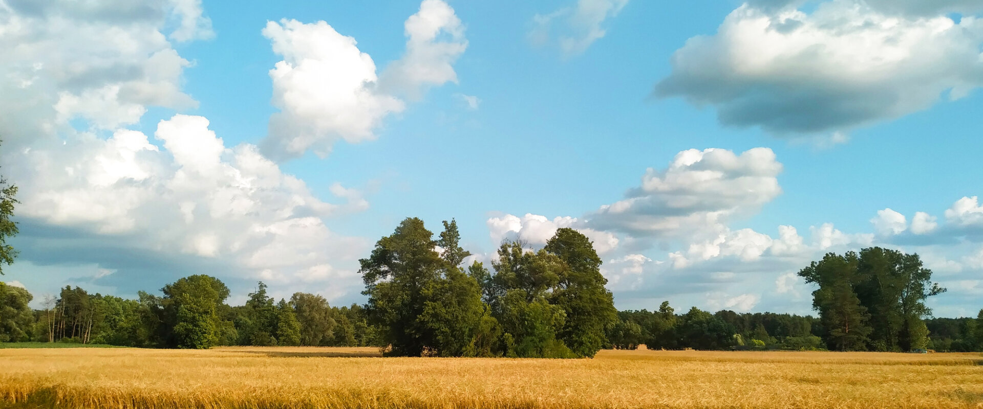 Sell Your Land in Gaylord, MI