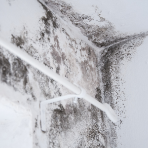 Sell House With Mold in Tennessee 