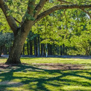 forest park Massachusettes