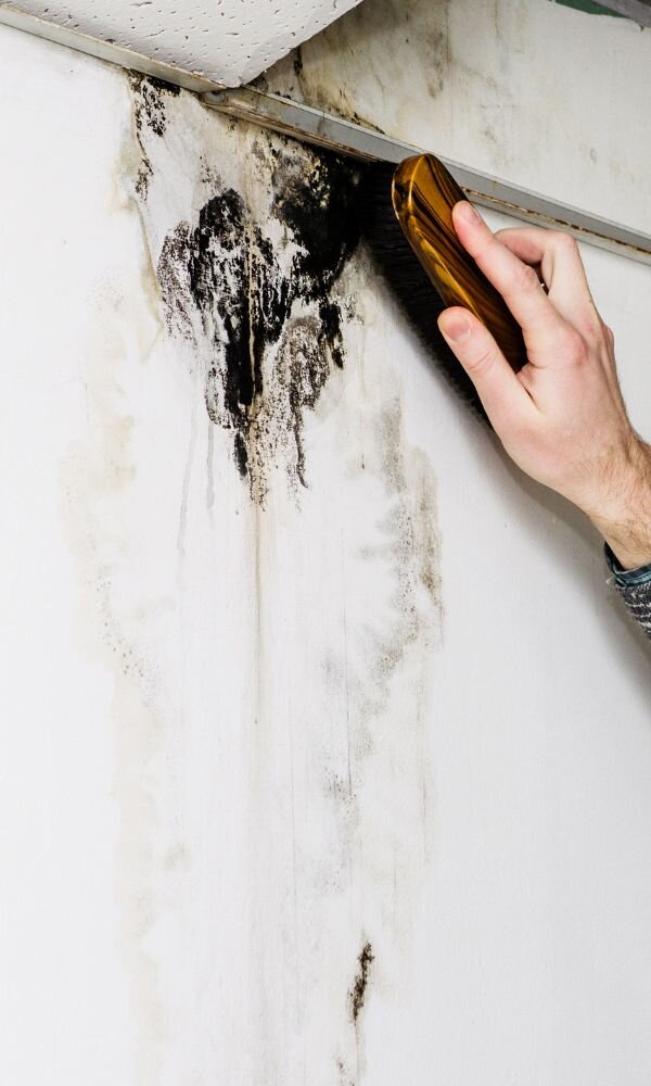 Black mold