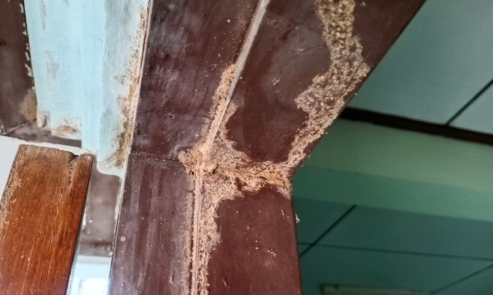 House with termites