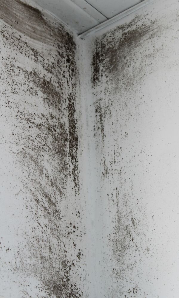 Can You Sell a House with Mold? [Full Seller Guide] Liberty House