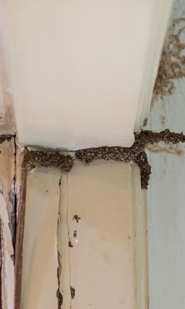 Termites