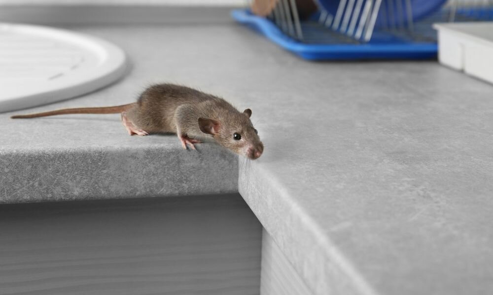Mice in the kitchen