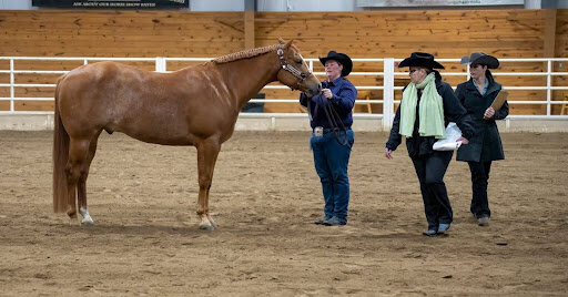 Experience The Augusta Cutting Horse Futurity Event