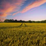 Land Buyers in SC