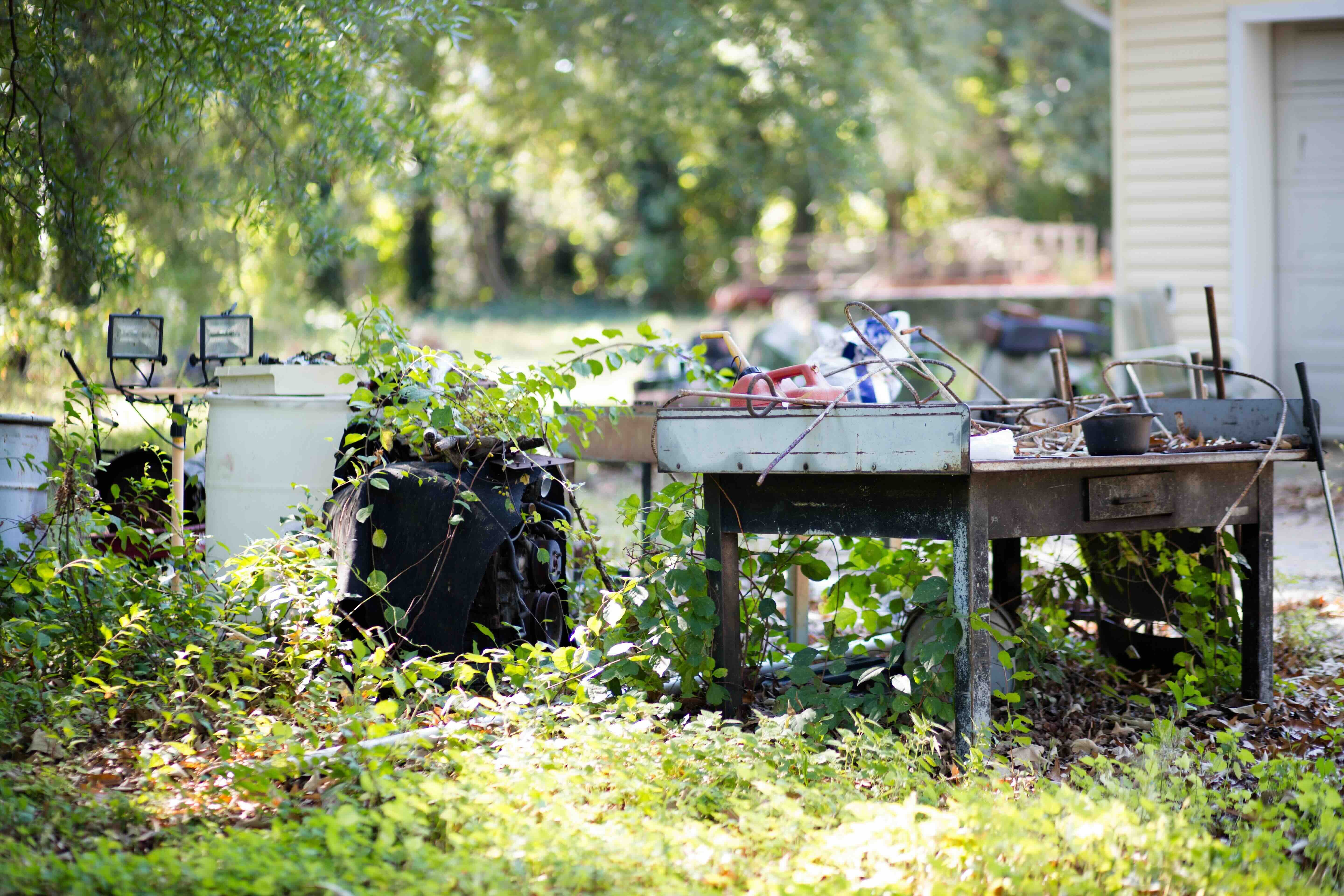 A photo of a chaotic clutter typical when selling a hoarder house, featuring overgrown weeds overtaking trash-filled barrels and scattered junk.