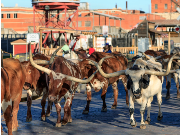 Fort Worth, Texas Living Guide