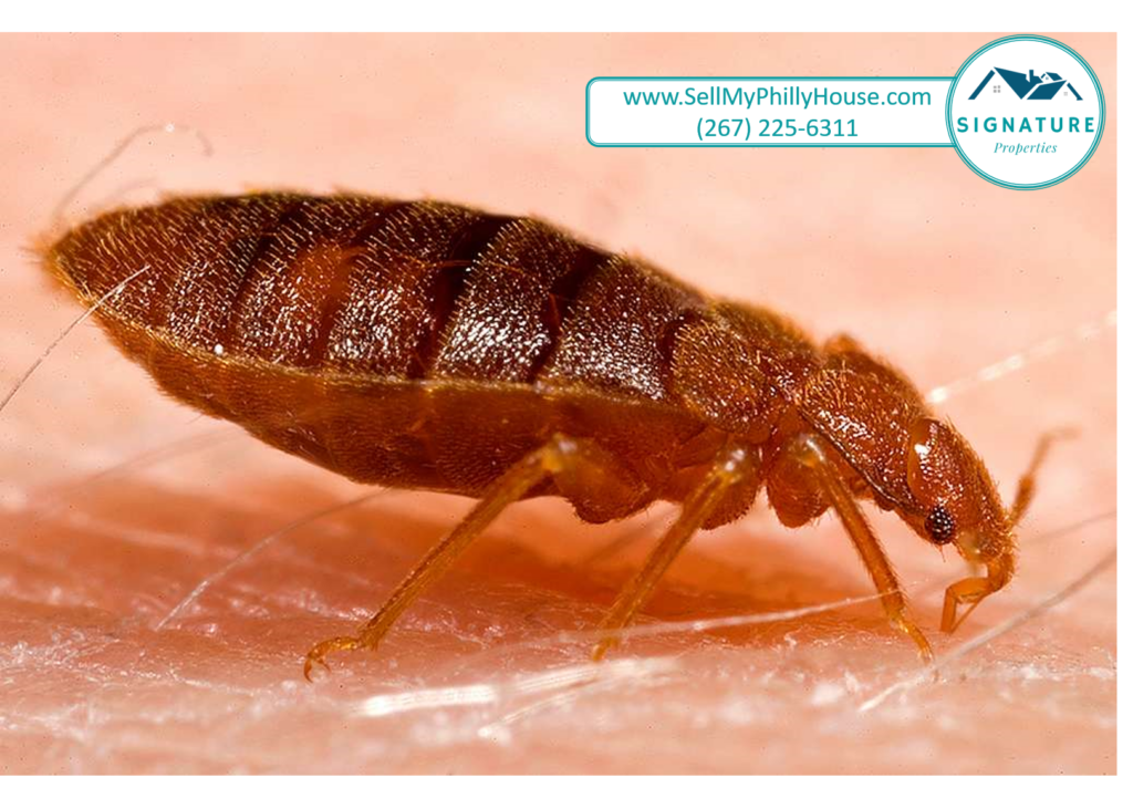 sell my house with bed bugs pennsylvania