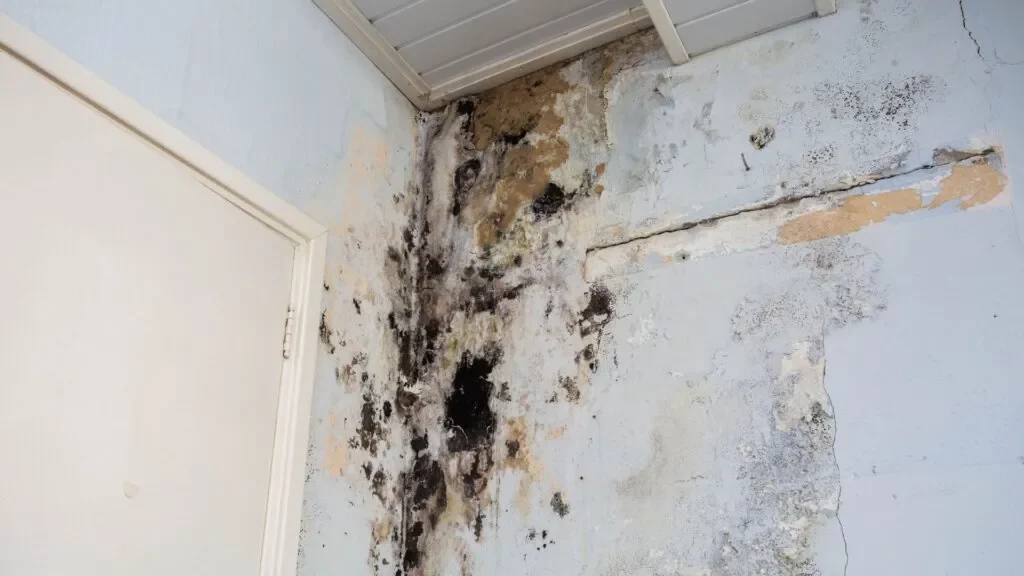 Selling a House with Mold in Plano, TX