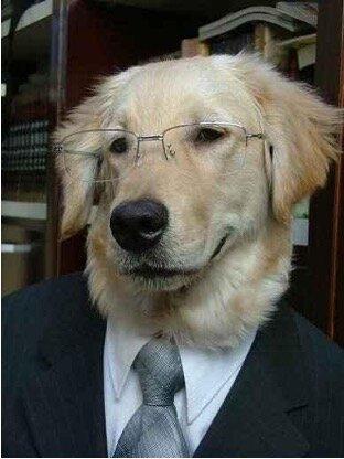 Typical cell tower consultant dressed up as an attorney. Cell tower dog expert attorney.