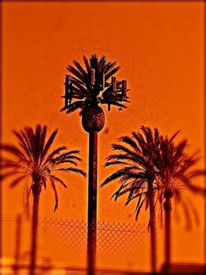 cool sunset palm tree cell tower
