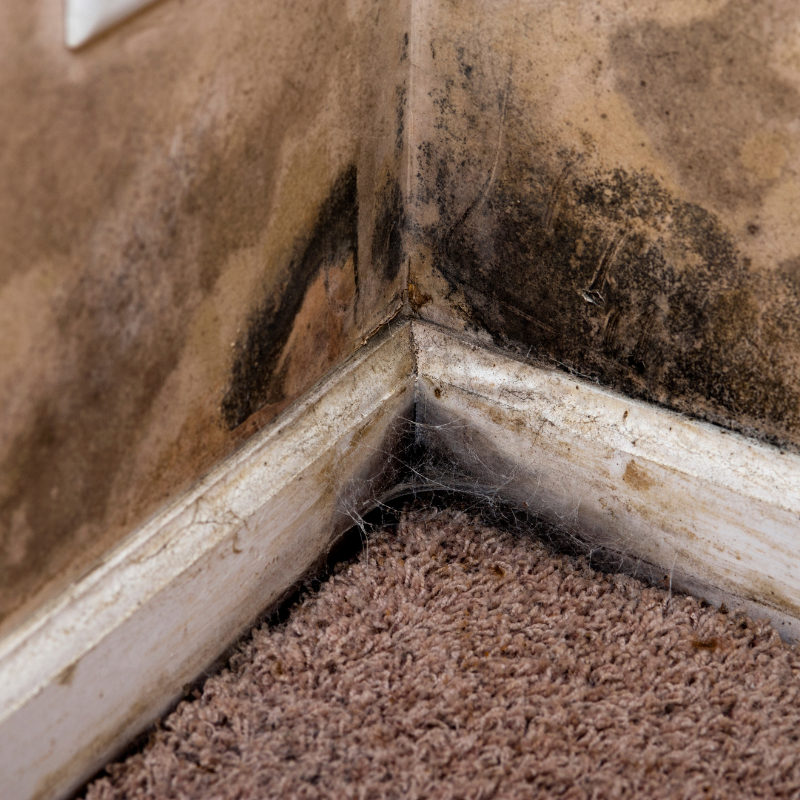 Sell Your House With Molds in Charlotte North Carolina