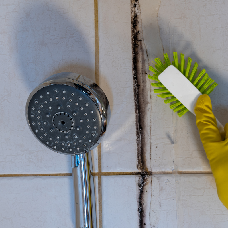 Sell a House With Molds in Charlotte North Carolina