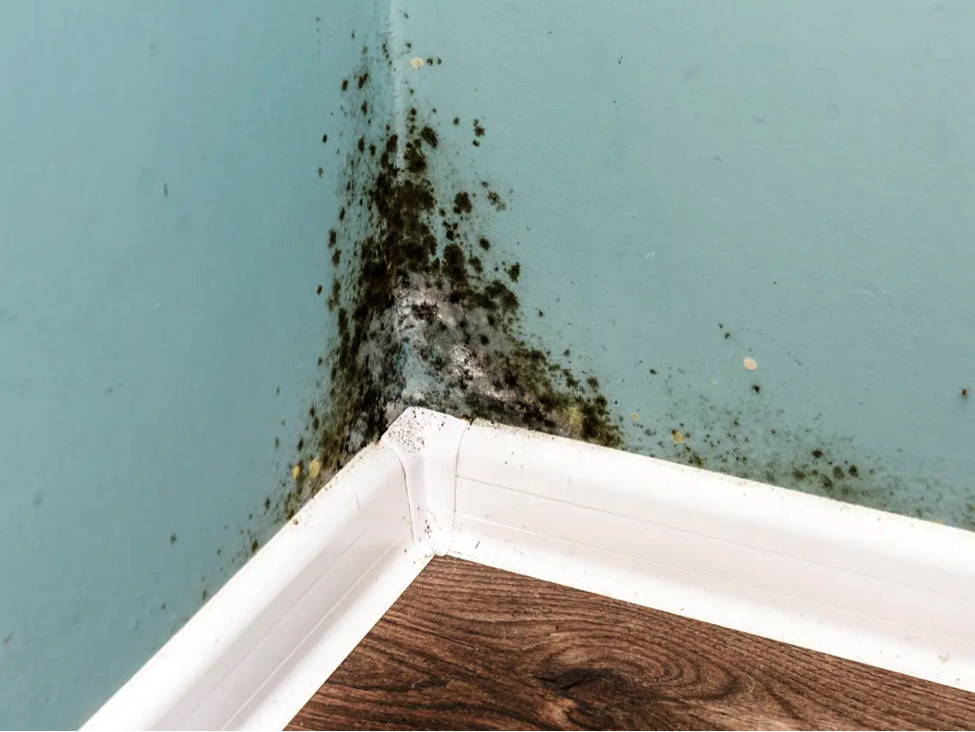 How to Deal with Mold