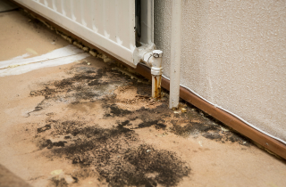 Property With Mold