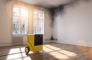 Homeowners need to know about mold issues