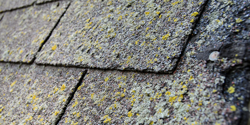 Sell Your House With Mold Florida