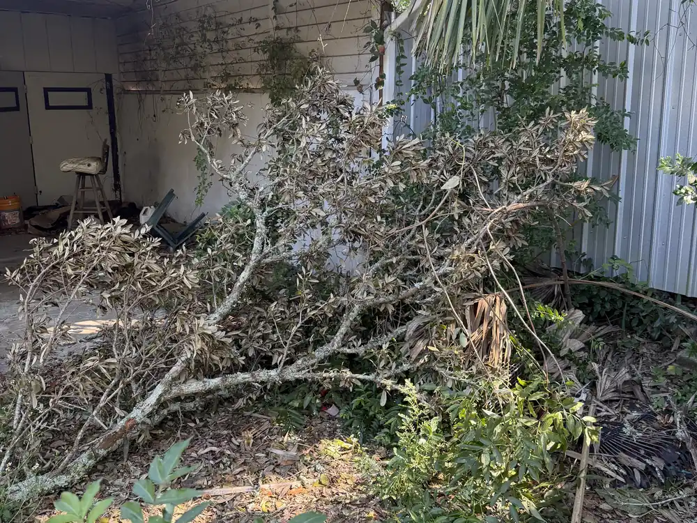 Large fallen tree limbs beside a garage after Hurricane Isaias
