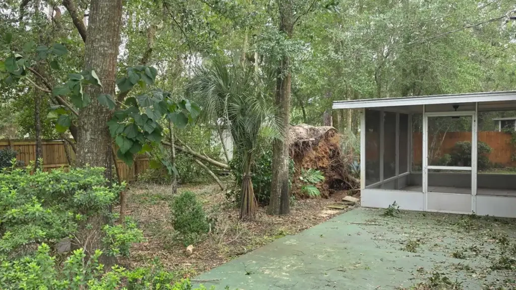 Large tree uprooted by Hurricane Isaias beside a screened porch in a Florida Panhandle backyard