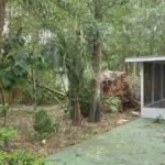 Large tree uprooted by Hurricane Isaias beside a screened porch in a Florida Panhandle backyard