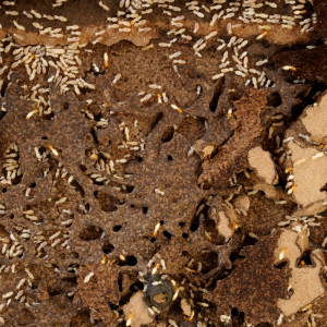 How to Successfully Sell a Termite-Infested House Knoxville