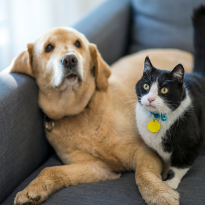 How to Sell a House with Pets Knoxville