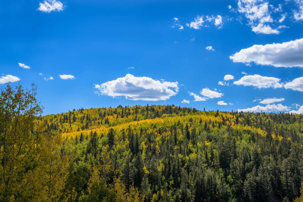 Cash Land Buyers In Colorado