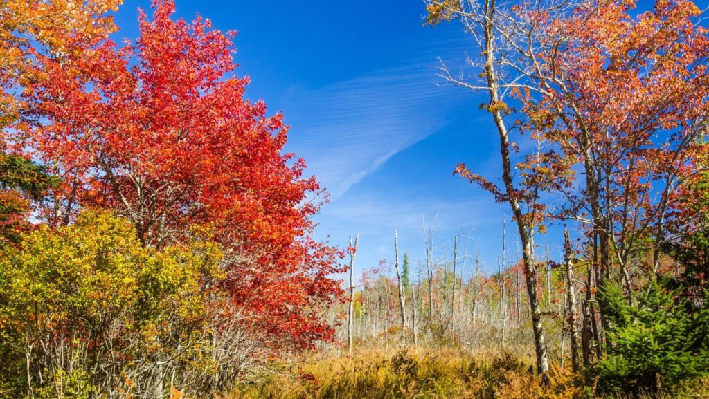 sell land with liens or back taxes in Maine