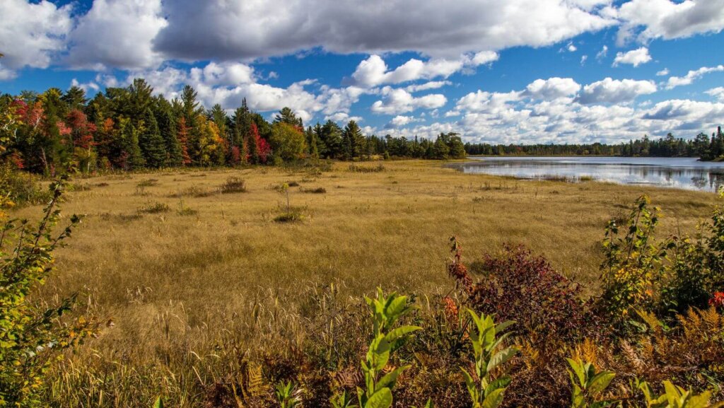 sell land with liens or back taxes in MI