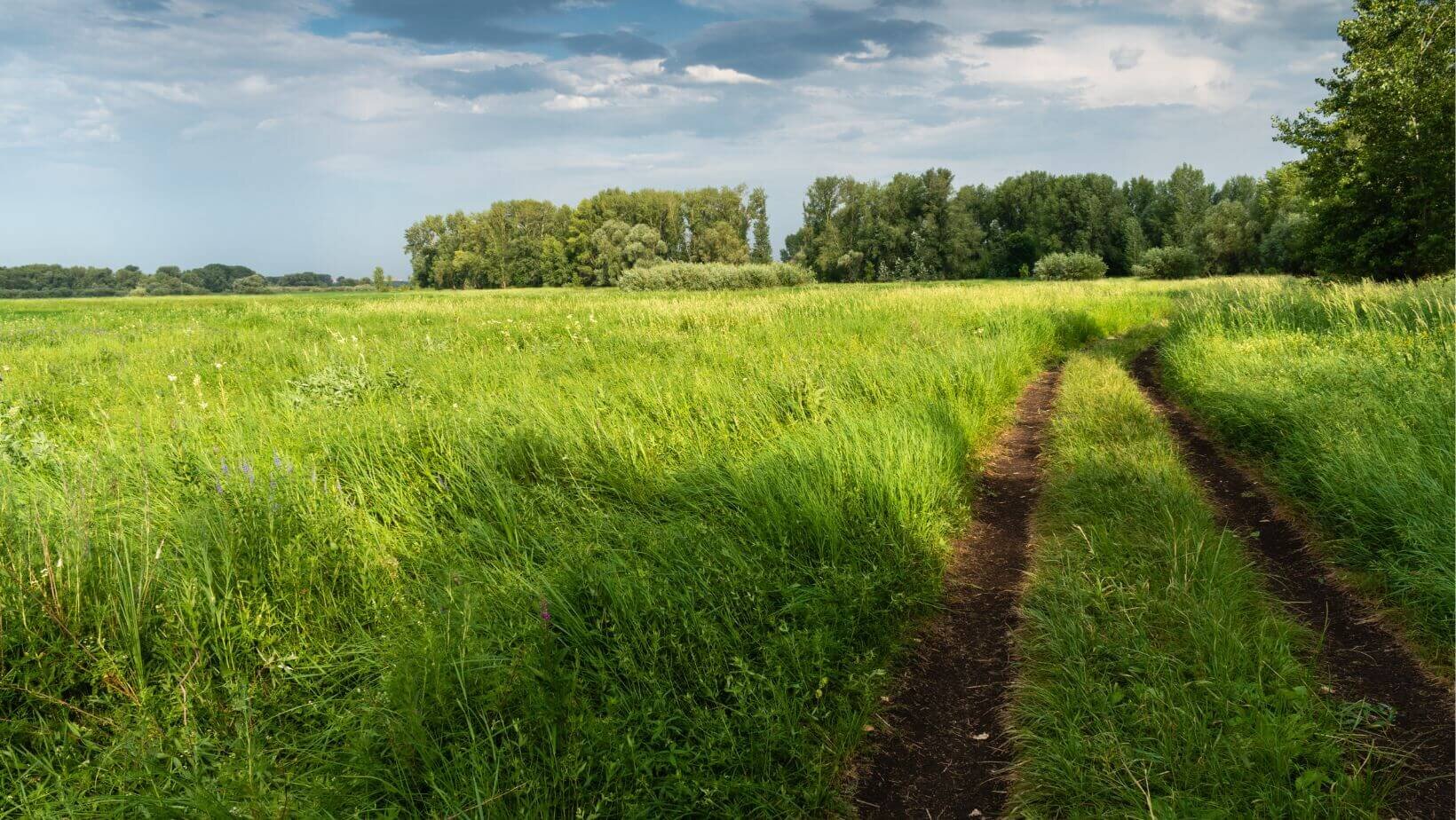 Sell Mississippi Land Fast We Buy Land In Cash