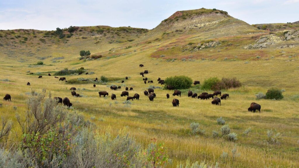 sell land with liens or back taxes in ND