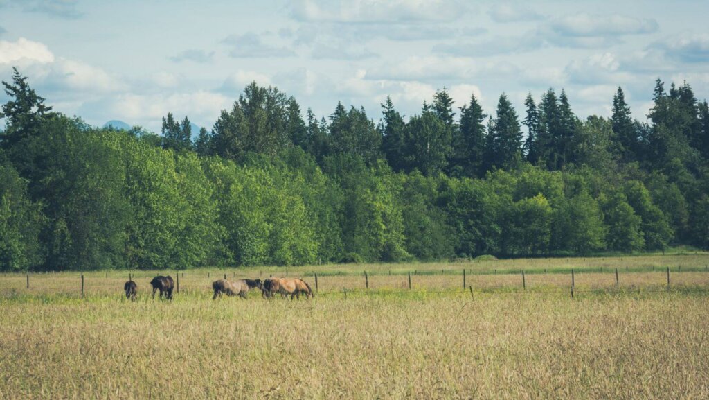 sell land with liens or back taxes in Washington