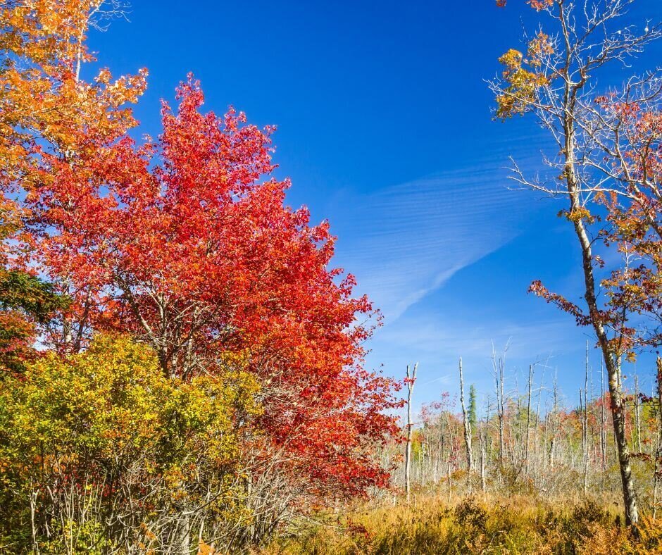 we buy land for development in Maine