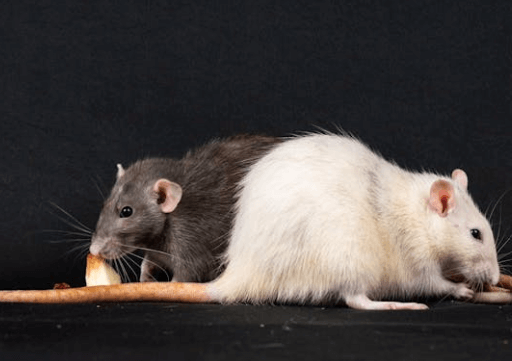 how to get rid of rats in the walls